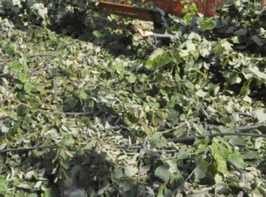 Arborii uscaţi sau care ameninţă siguranţa clădirilor din Năvodari vor fi tăiaţi
